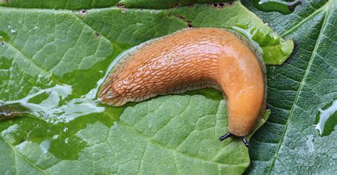 Can slugs survive falls?