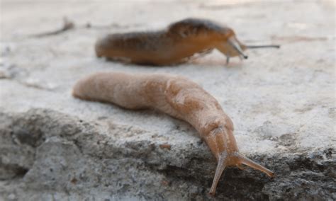 Can slugs touch salt?