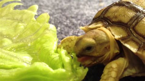 Can small animals eat cabbage?