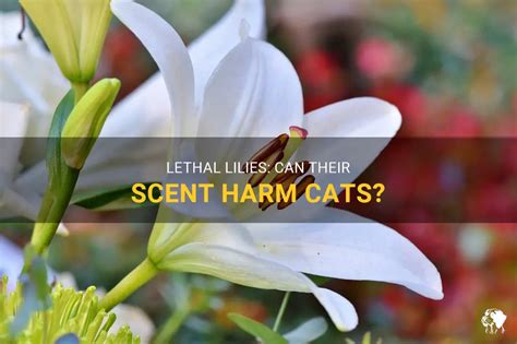Can smelling a lily hurt a cat?
