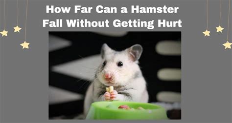 Can smoke hurt hamsters?