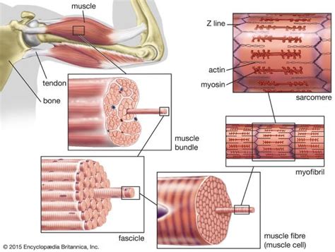 Can smooth muscle get bigger?