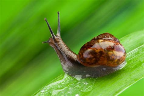 Can snails feel their shells being touched?