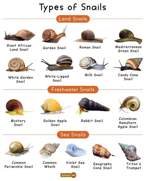 Can snails regenerate eyes?