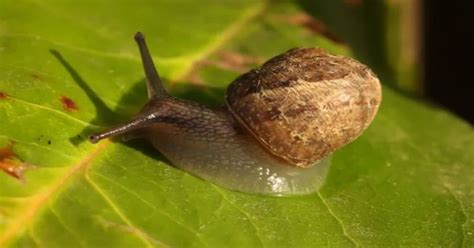 Can snails see you?