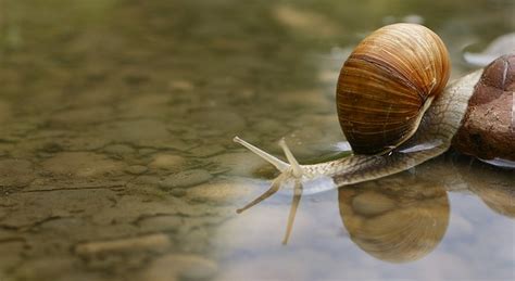 Can snails survive soapy water?
