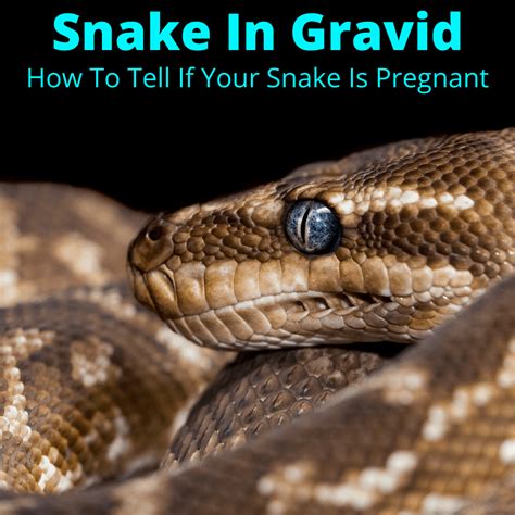 Can snakes be pregnant?
