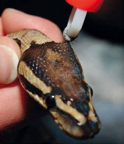 Can snakes get mites from substrate?