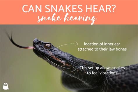 Can snakes see or hear?