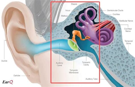 Can sound heal ears?