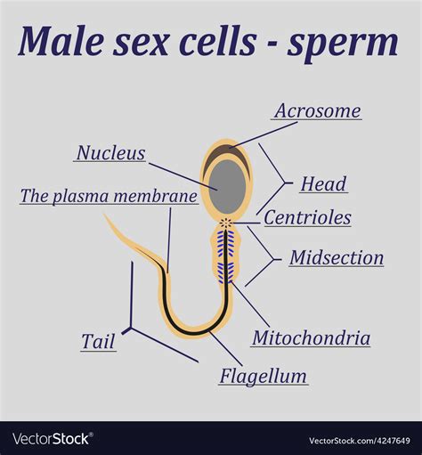 Can sperm have a gender?