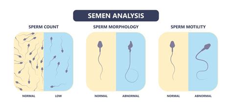 Can sperm quality affect embryo quality?