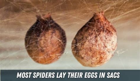 Can spider eggs survive in your stomach?