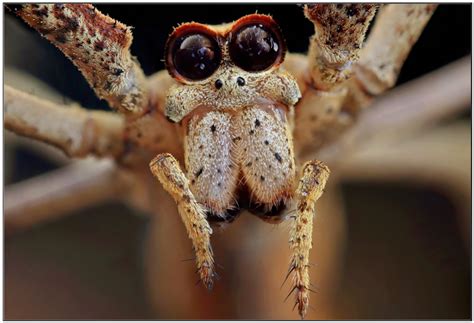 Can spiders close their eyes when sleep?