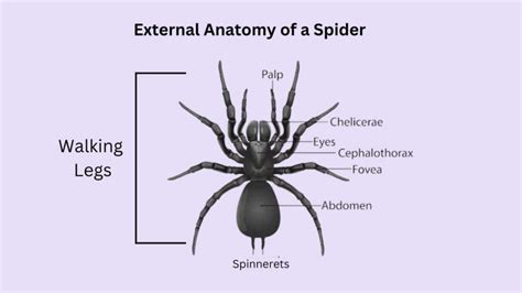Can spiders feel pain?