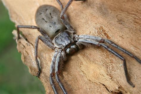 Can spiders get fat?
