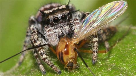 Can spiders have personalities?