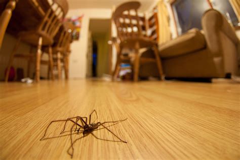 Can spiders hear us talking?