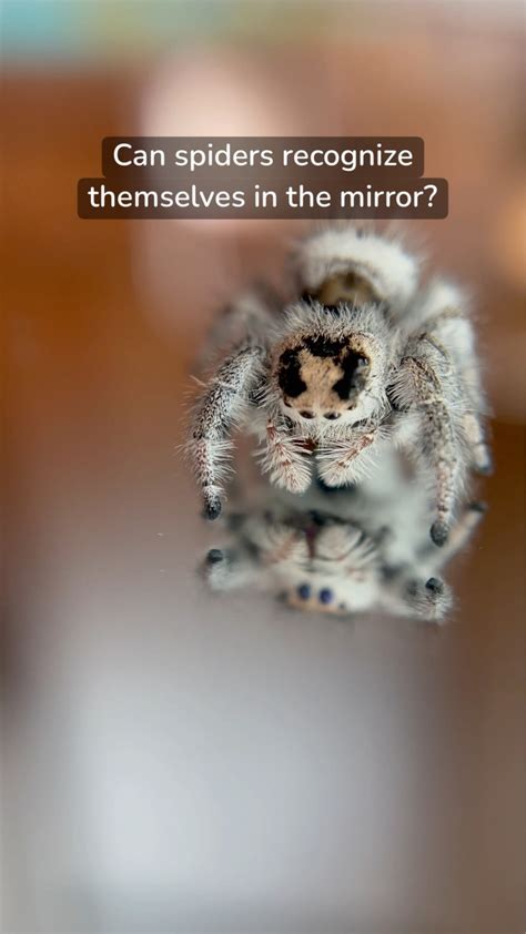 Can spiders recognize themselves?