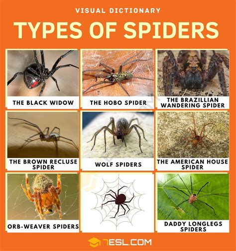 Can spiders save you?