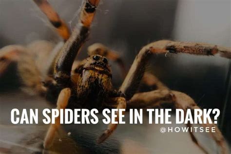 Can spiders see in total darkness?