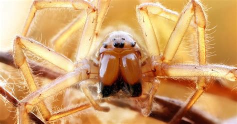 Can spiders sense fear?