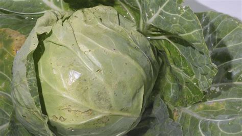 Can spoiled cabbage make you sick?