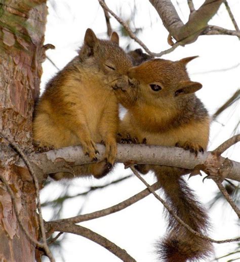 Can squirrels be affectionate?