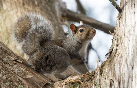 Can squirrels be hostile?