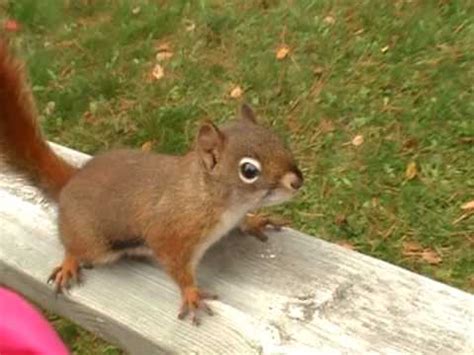 Can squirrels become friendly?