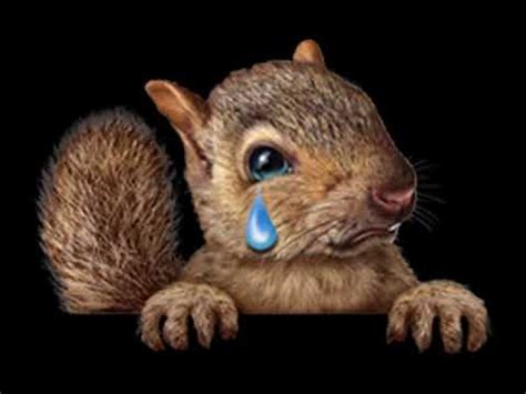 Can squirrels cry?
