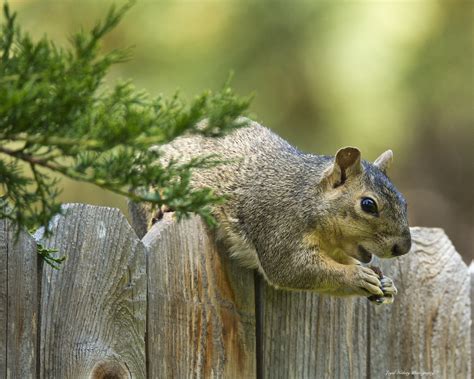 Can squirrels defend themselves?