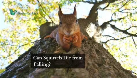 Can squirrels die from stress?