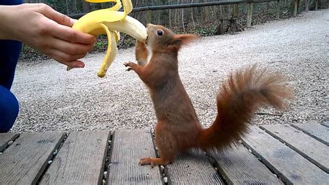 Can squirrels eat bananas?