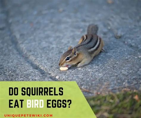 Can squirrels eat eggs?