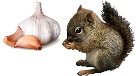 Can squirrels eat garlic?