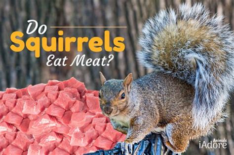 Can squirrels eat meat?
