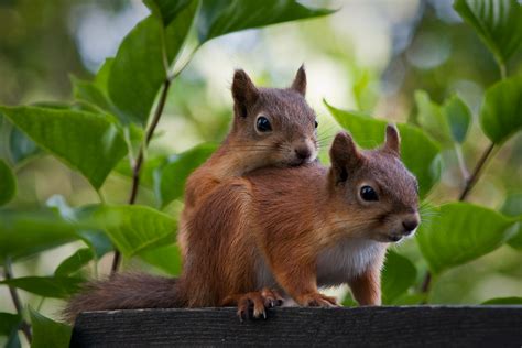 Can squirrels feel affection?