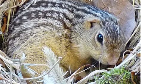 Can squirrels feel cold?