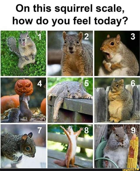Can squirrels feel emotion?