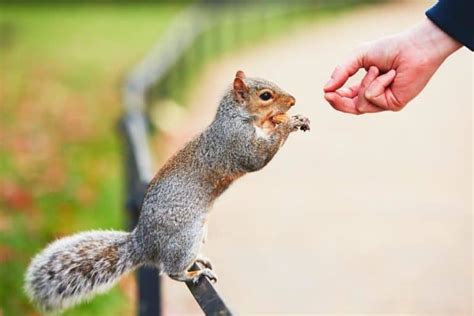 Can squirrels feel fear?