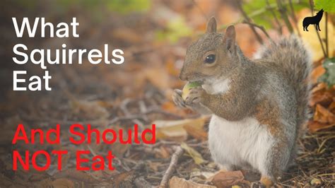 Can squirrels feel spicy?