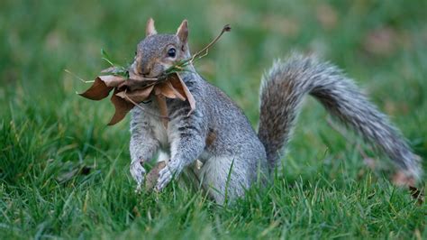 Can squirrels find their way back?