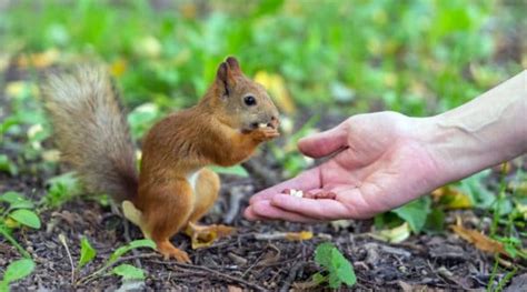 Can squirrels get attached to humans?