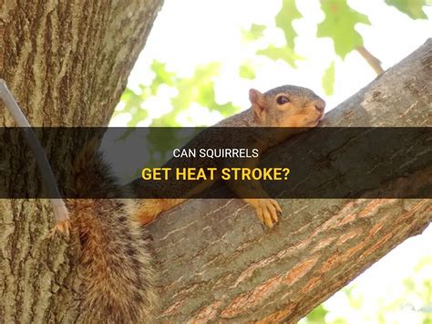 Can squirrels get too hot?