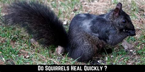 Can squirrels heal themselves?