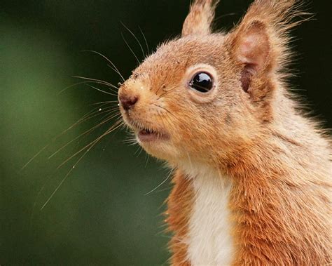 Can squirrels remember faces?