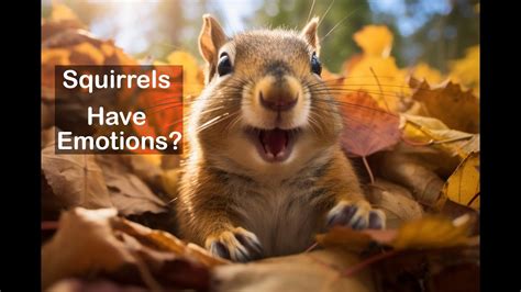 Can squirrels sense sadness?