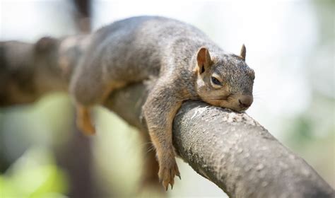 Can squirrels understand us?