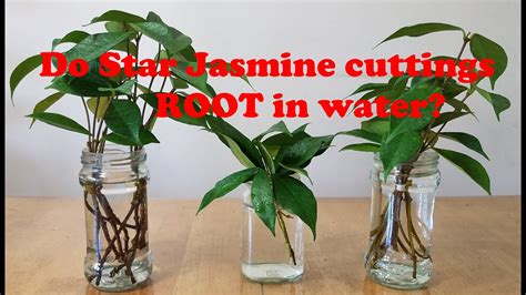 Can star jasmine be rooted in water?